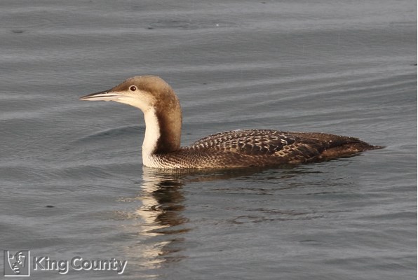 Photo of Gavia pacifica
